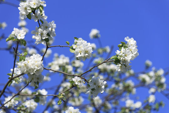 blossomed tree