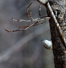 The white-breasted nuthatch is a small songbird of the nuthatch family which breeds in old-growth woodland across much of North America. It is a stocky bird, a large head, short tail, powerful bill