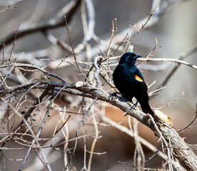 Red Winged Blackbird in a forest in Quebec.