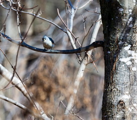 Tufted Titmouse in a forest in Quebec.