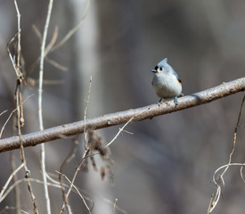 Tufted Titmouse in a forest in Quebec.