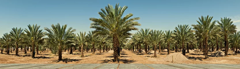 Afwasbaar Fotobehang Olijfgroen Panoramisch zicht op de plantage van dadelpalmen in de woestijn van de Negev, Israël