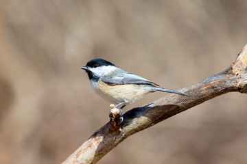 The black-capped chickadee  is a small, non migratory, North American songbird that lives in deciduous and mixed forests. It is a very underrated friendly bird that will gladly take food from hands. 