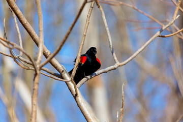 Red Winged Blackbird in a forest in Quebec.