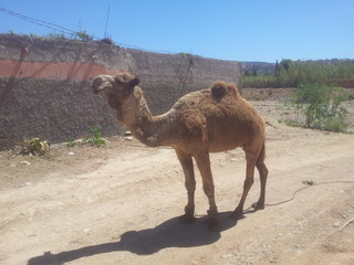 Dromedary Camel Standing in The Streets of a Maroccon Village