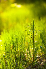 Obraz premium Green plant growing blurry background
