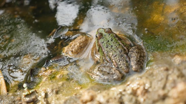 Dirty pond Rana Bergeri frog lurking for pray 4K 2160p UltraHD footage - Rana ridibunda relaxing near swamp water natural 4K 3840X2160 UHD video 