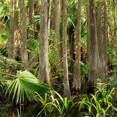 Florida Swamp Forest