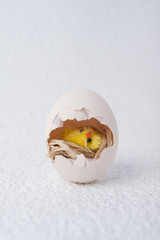 eggs and chick - Easter