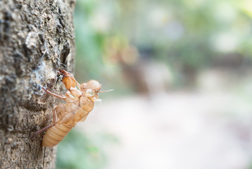 Cicada shell over dry lichen on tree