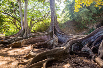 Ficus Macrophylla Morten Bay Fig