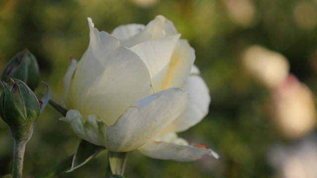 Beautiful white rose flower bud in the garden shallow DOF 4K 2160p 30fps UltraHD video - Shallow depth of field white rose bud natural 4K 3840X2160 UHD footage 