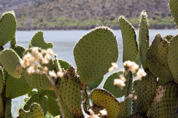 espina y nopal