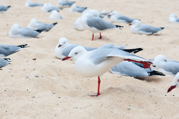Seagulls on the beach