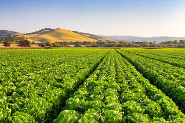 Salinas Valley Lettuce Field