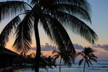 Fototapeta na wymiar Palm trees over balcony