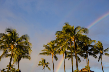 Palm trees with double rainbow
