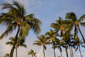 Palm trees with rainbow