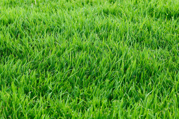 Real grass for pattern and background