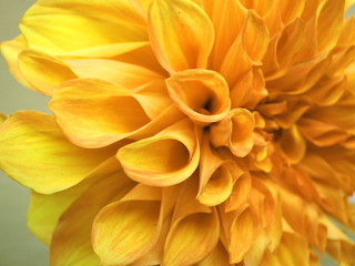 Yellow dahlia flower