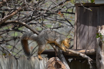 Squirrel 2
