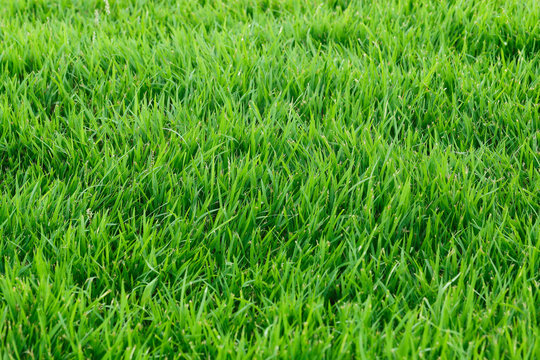 Real grass for pattern and background