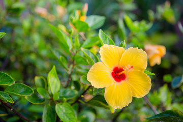 Yellow hibiscus