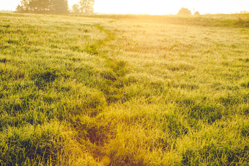 Vibrant grassland at sunrise
