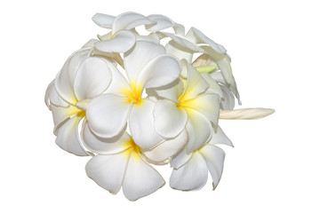 Frangipani, plumeria tropical flowers isolated on white. Clippin
