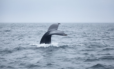 Fototapeta premium Tail of a humpback whale in the ocean