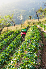 Thai farming harvest strawberries berries in field 