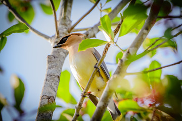 Cedar Waxwing Bird Perched in Tree Pastel colors