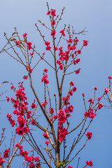 Sakura pink in Thailand