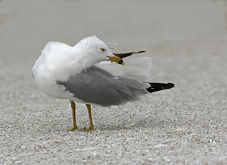 Ring billed Gull (Larus delawarensis) preening