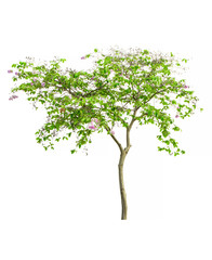 Obraz premium Tree image, Tree object, Tree JPG isolated on white background