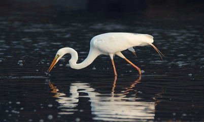 Egret catching fish with dark background