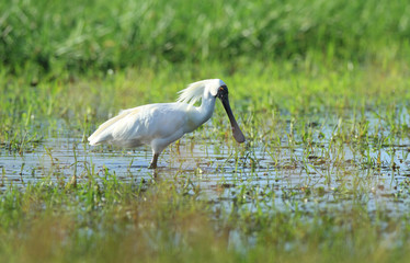 Royal Spoonbill looking for food in wetland marsh