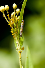 Plain tiger caterpillar