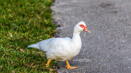 Muscovy Duck, Lake at The Hammocks, Kendall, Florida