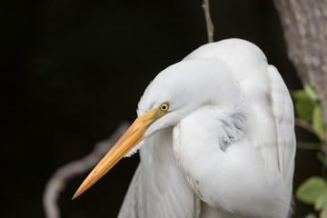 Great Egret, Big Cypress National Preserve, Florida