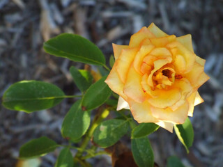 Beautiful yellow rose in garden near Brisbane