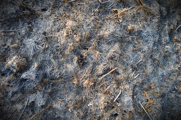 burnt grass as background