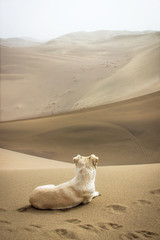 A dog sitting on the desert