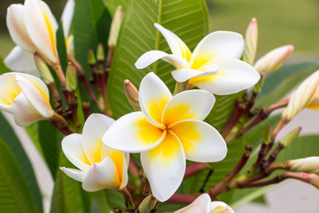 Fototapeta na wymiar plumeria or frangipani flower