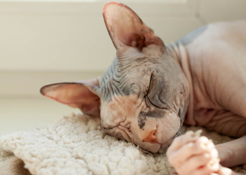 The cat of breed "The Don sphinx" sleeps at a window