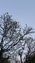 The tree branch in dark foreground