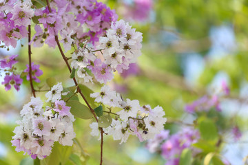 Lagerstroemia speciosa or tabak tree in Thailand,Perennial plant
