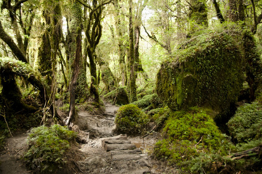 Enchanted Forest - Queulat National Park - Chile