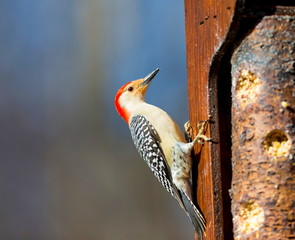 Red Bellied woodpecker feeding in a forest in Quebec.