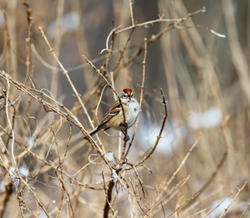 American Sparrow in a forest in Quebec.